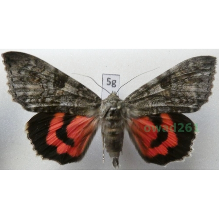 Catocala nupta (Linnaeus, 1767) Czech 72mm5g